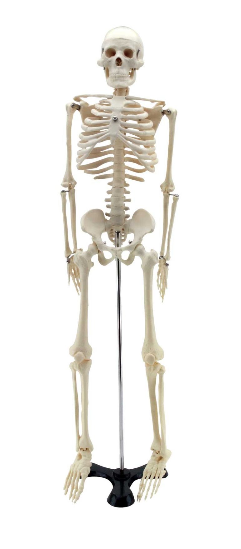 GD0111 Mini scheletro umano 85 cm