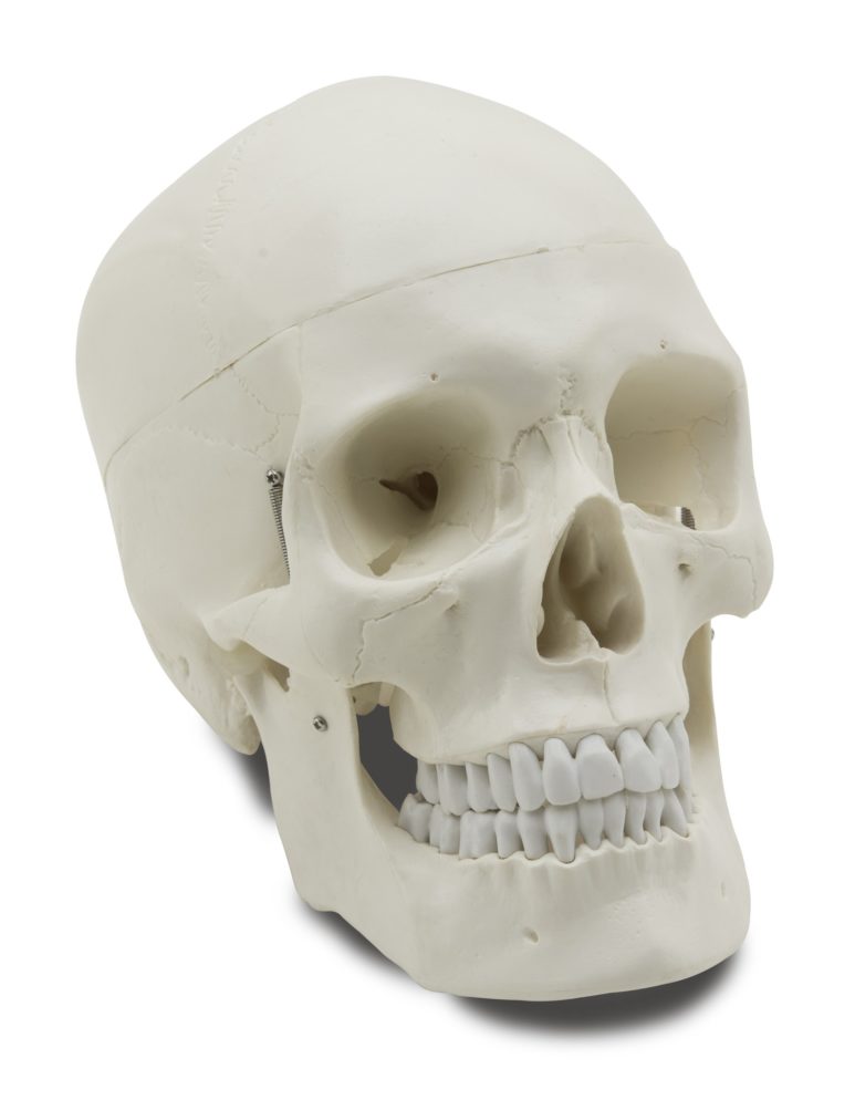 GD0102 Cranio umano