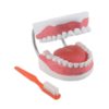 GD0312 Modello per l’igiene dentale