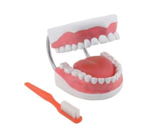 GD0312 Modello per l’igiene dentale