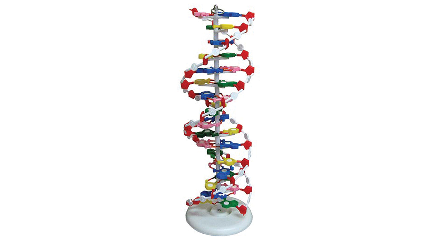 7300 Maqueta de la doble hélice del ADN (modelo económico) – OPTIKASCIENCE