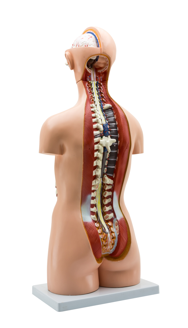 Explora - torso - anatomia del corpo umano - 546080 - modello realistico di  54